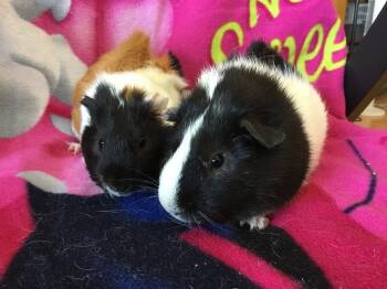 Rescue Guinea Pig Guinea Pigs for Adoption in San Diego, California - Parade ( Bonded To Beefeater) | PetCurious